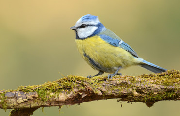 Fototapeta premium Blue tit (Parus major) on a branch