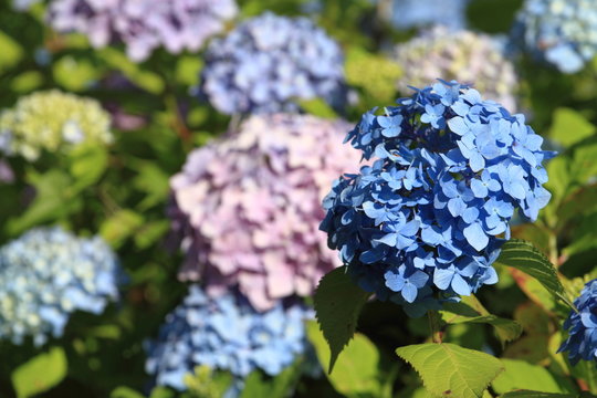 「成就院」の画像 229 件の Stock 写真、ベクターおよびビデオ Adobe Stock