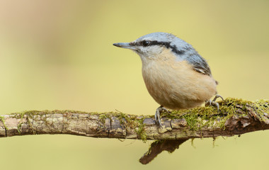 nuthatch