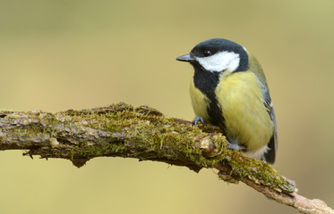 great tit