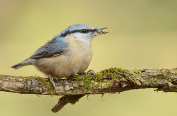 nuthatch