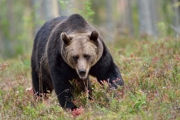 Naklejka na ściany i meble Big male brown bear in the forest