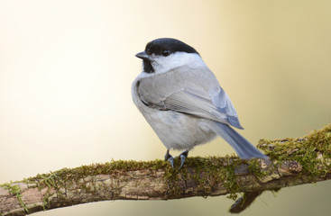 willow tit