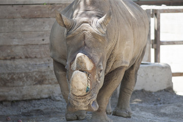 rhino at the zoo