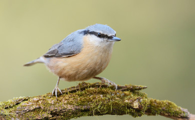 Obraz premium nuthatch