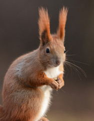 Squirell