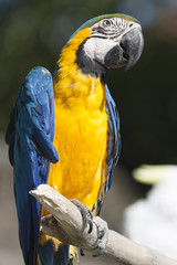 ara macaw parrot on its perch