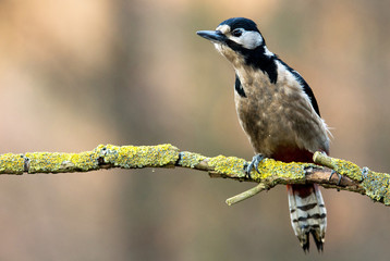 woodpecker (Dendrocopos major)