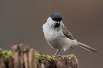 Obraz premium wierzba zwyczajna