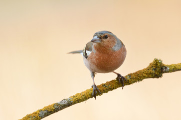 male Chaffinch (Fringilla coelebs)
