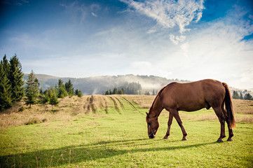 horse grazing in a pasture