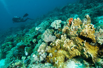 Naklejka na ściany i meble scuba diving diver kapoposang sulawesi indonesia underwater