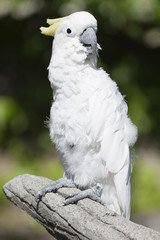 cockatoo parrot on its perch