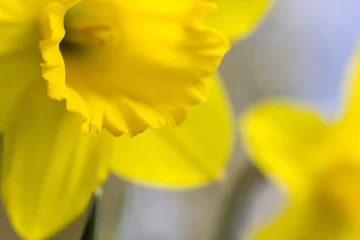 Photo sur Plexiglas Narcisse Spring Daffodil's