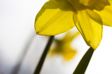 Spring Daffodil's