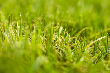 Freshly cut grass