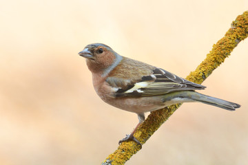 male Chaffinch (Fringilla coelebs)