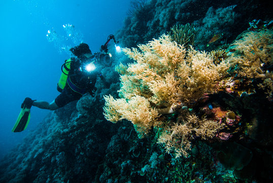 diver take a photo video coral kapoposang indonesia scuba diving