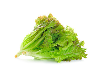 fresh lettuce isolated on white background