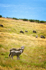 Sheeps grazing in a field near lake Tekapo, New Zealand