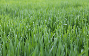 immense green wheat field with still little seedlings in spring