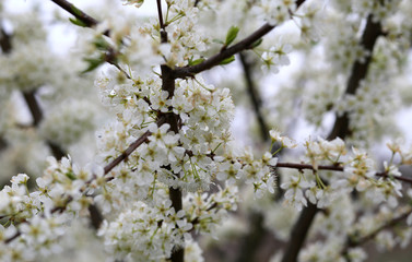 delicate white flowers of the cherry tree