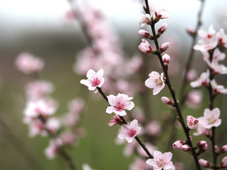 delicate and nice pink peach flowers
