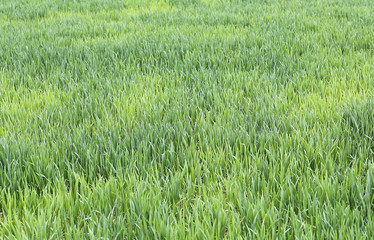 immense wheat field with still small seedlings in spring
