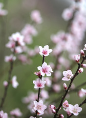 delicate and beautiful pink peach flowers