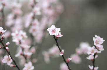delicate pink flowers of the peach tree