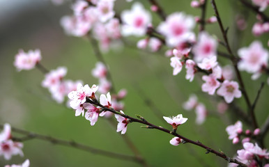Fototapeta na wymiar delicate and fragrant pink flowers of the peach tree