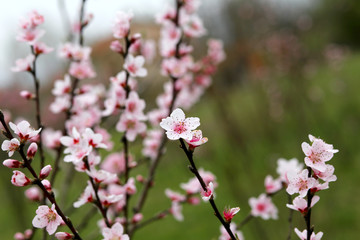 little pink flowers of the peach tree
