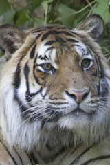 tiger at the zoo