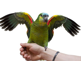 parrot in hand isolated