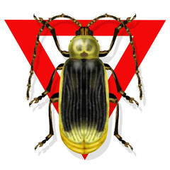diabrotica virgifera