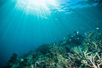 Foto auf Acrylglas Sonne scheinen Taucher Kapoposang Sulawesi Indonesien Unterwasser © fenkieandreas