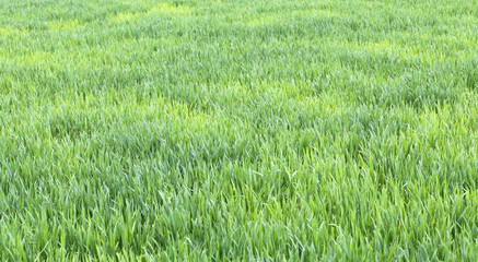 green wheat field with still small seedlings in spring