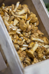 Pfifferlinge