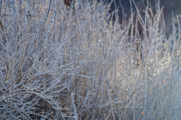 Frozen branches in morning light