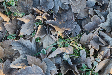 Hoar-frost on a fallen leaf