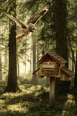 postman