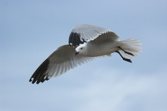 Audouins's gull ( Larus audouinii)