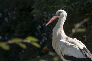 stork