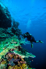 Obraz premium diver photo video seafan kapoposang indonesia scuba diving