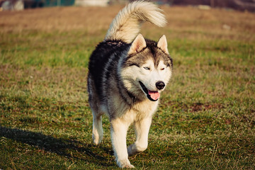Portrait of Siberian Husky