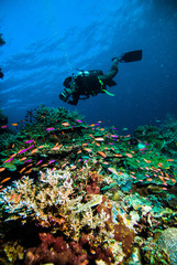 Fototapeta na wymiar diver photo video seafan kapoposang indonesia scuba diving