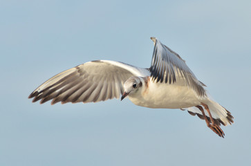 Flying gull (Larus argentatus)