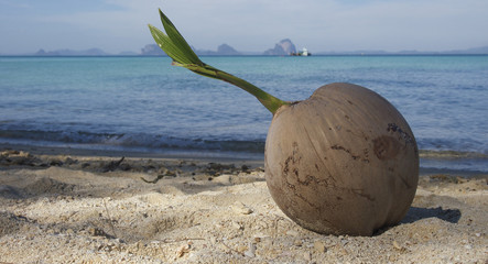 Coconut on a beach