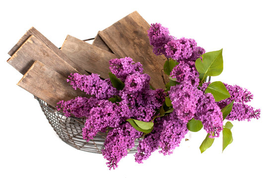 summer lilac flowers in basket on a white background