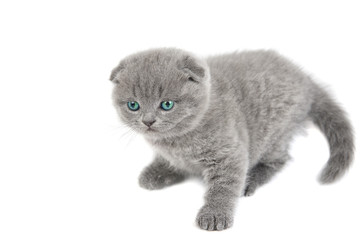 Adorable british little kitten